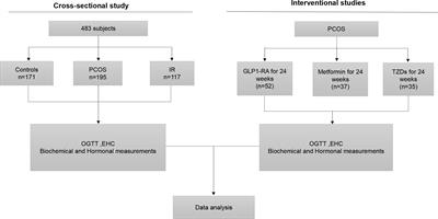 Elevated circulating GPHB5 levels in women with insulin resistance and polycystic ovary syndrome: A cross-sectional study and multiple intervention studies